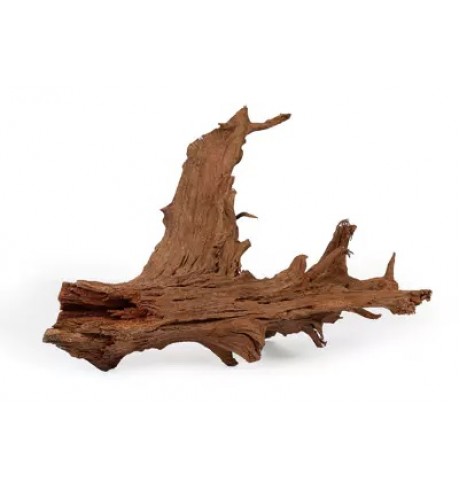 Natūrali šaka Mangroven Wurzel, 40-60 cm